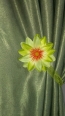 Floare Cu Magnet, Verde